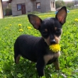a pampeli�ky v�n� �eru